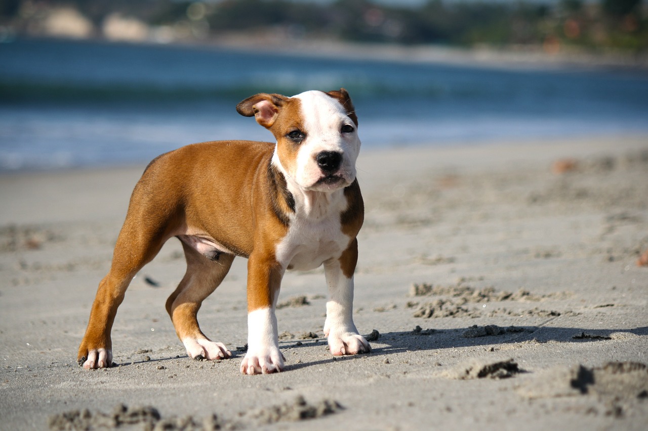 Image - puppy pitbull dog beach sand pet