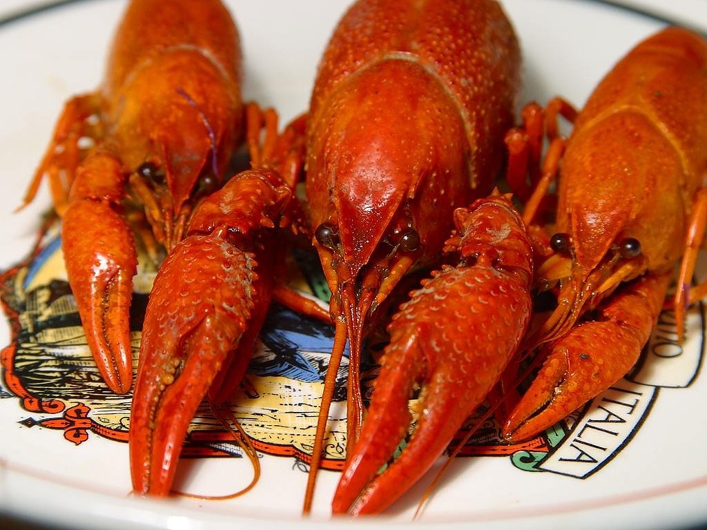 Image - lobster crawfish shear orange red