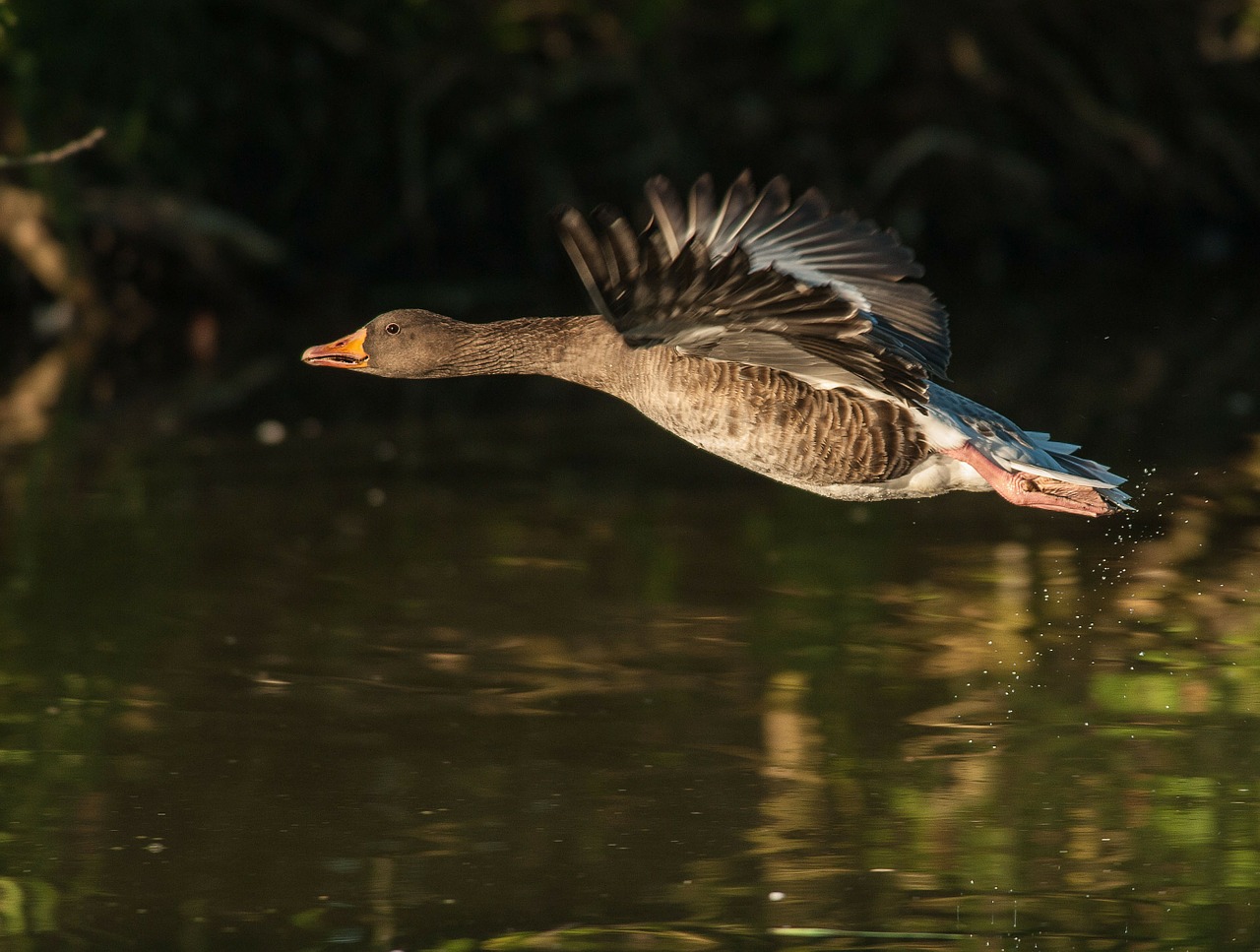 Image - geese animals goose water swim