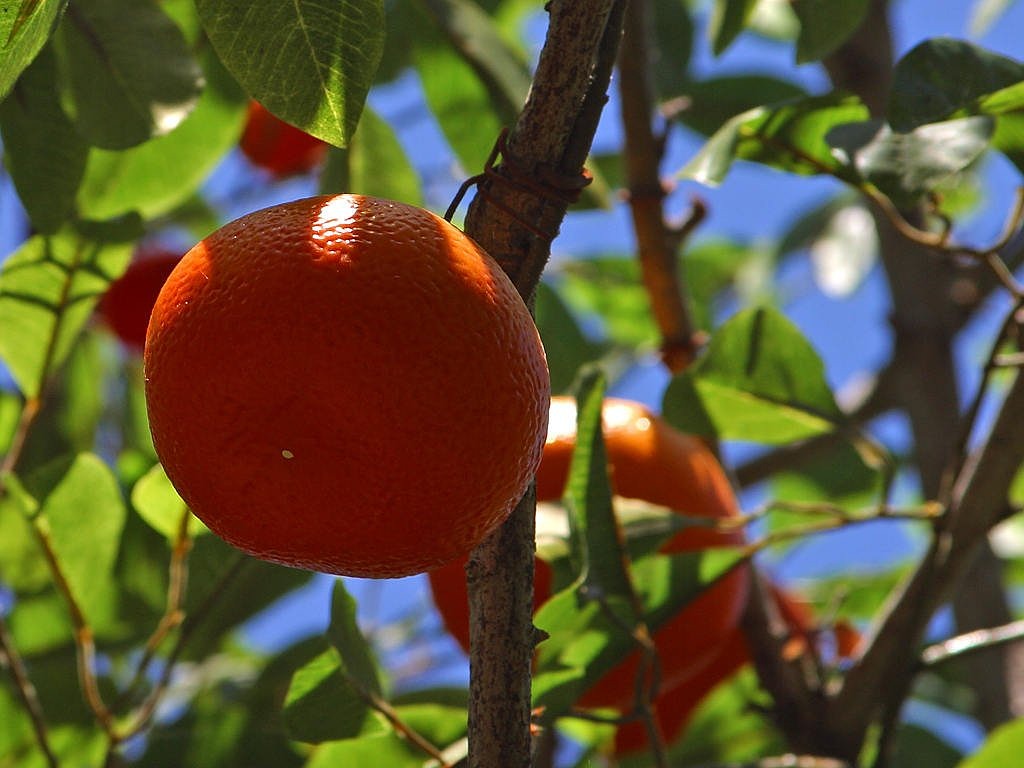 Image - tangerines mandarin tree mandarin