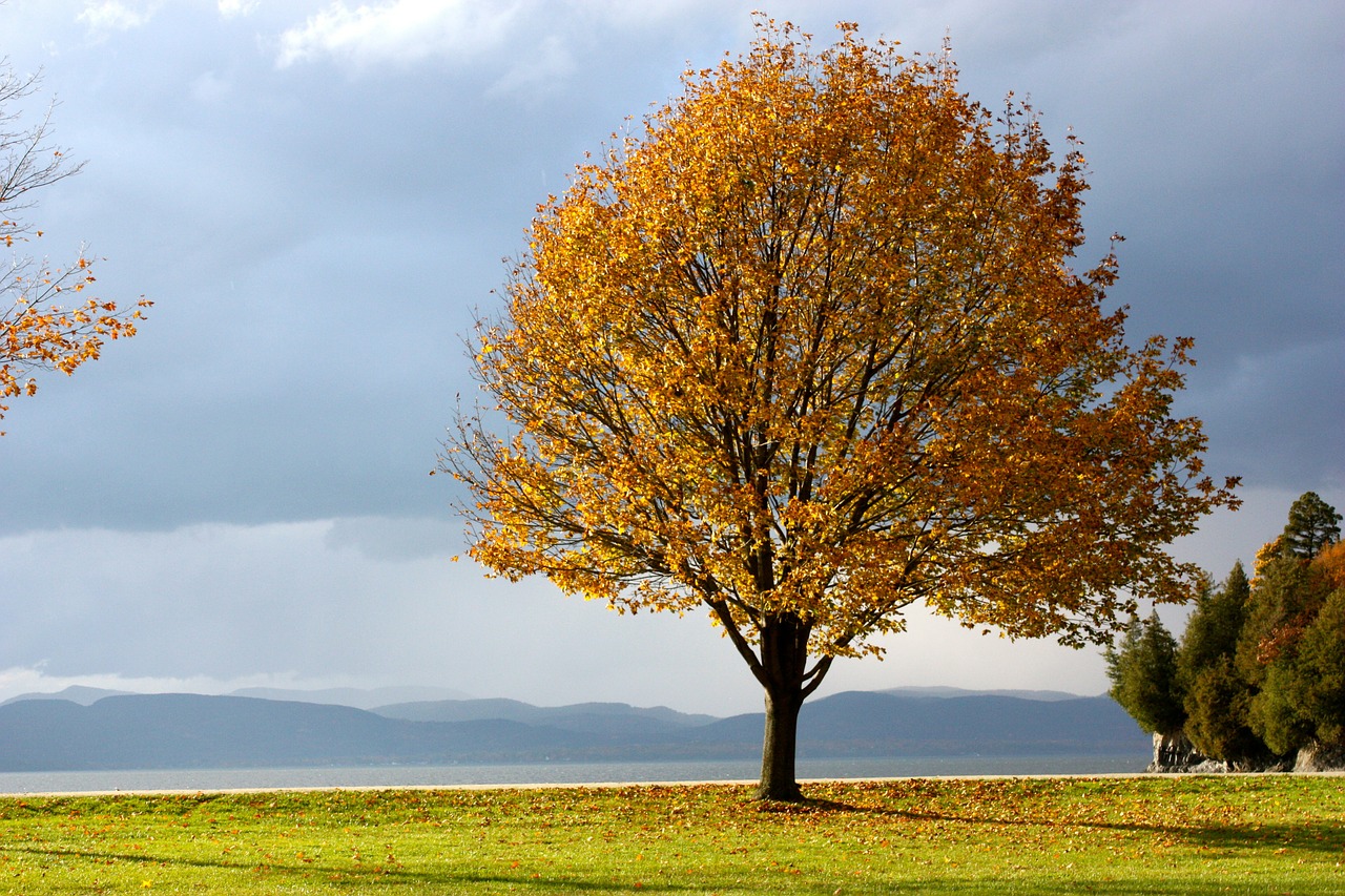 Image - fall autumn tree leaves