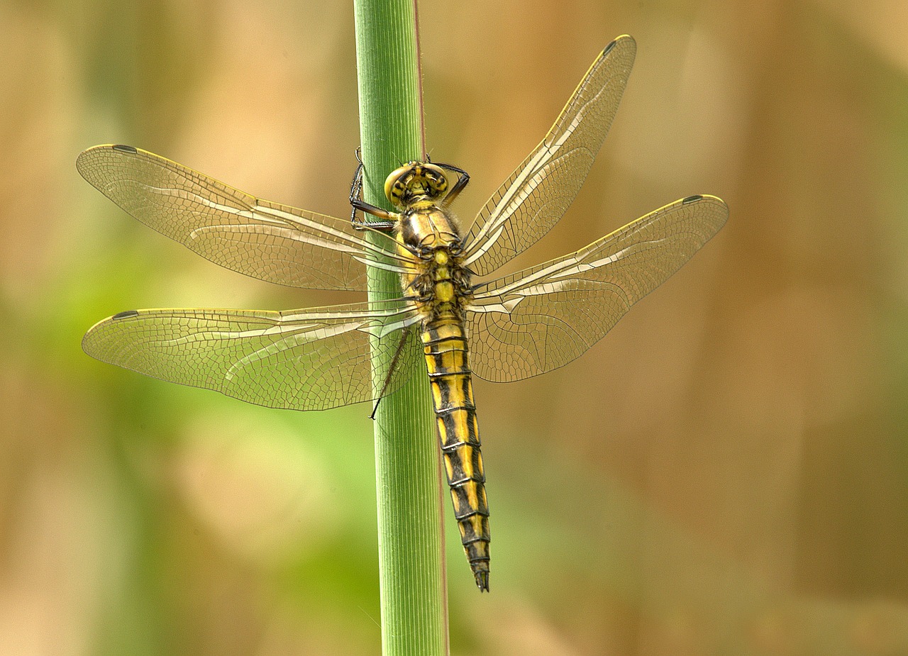 Image - dragonfly insect animal wing