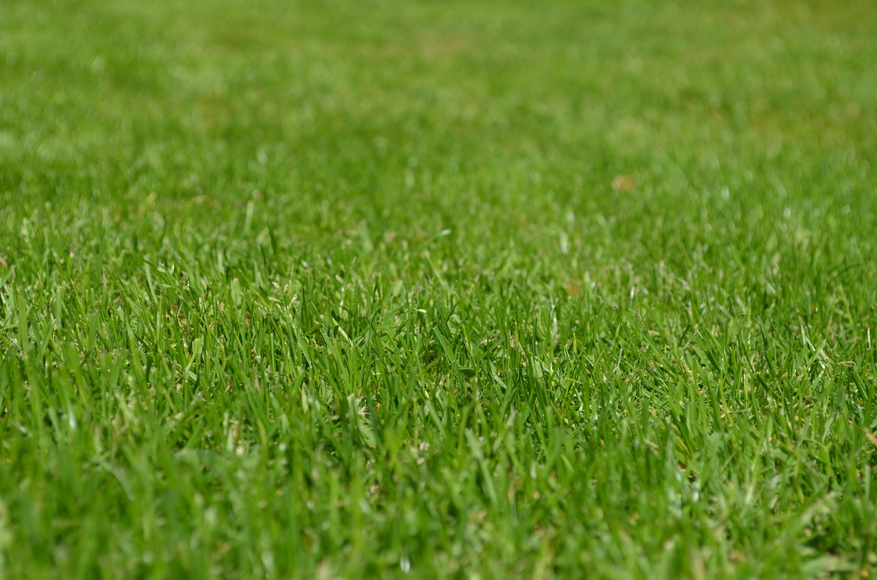 Image - rush meadow ornamental grass spring