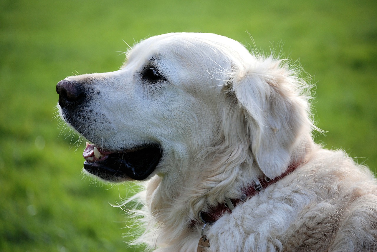 Image - retriever canine pet animal white