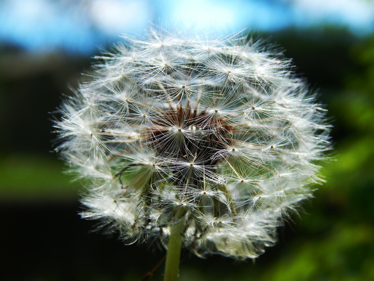 Image - fluff dandelions dandelion medical