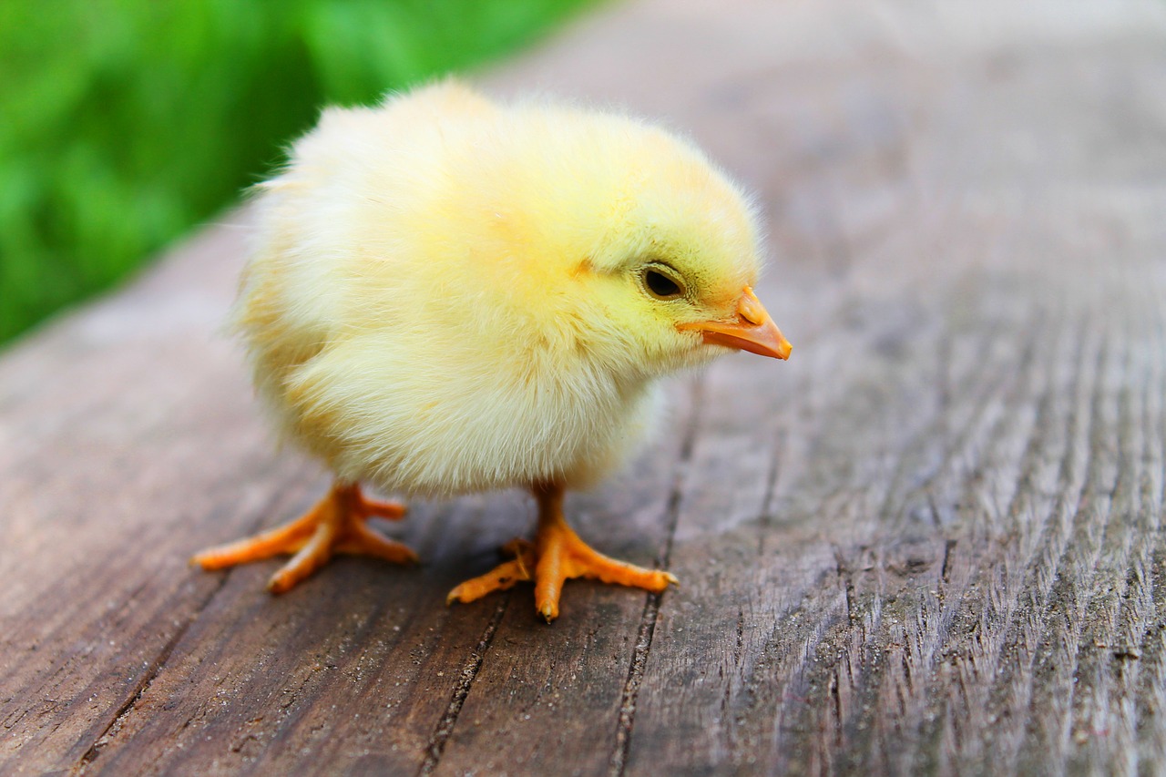 Image - easter chicks baby beautiful sweet