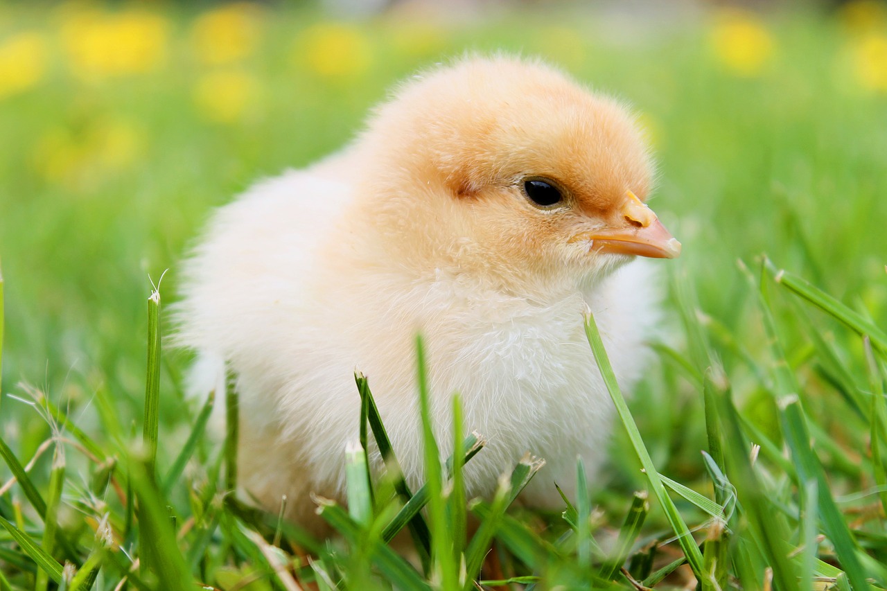 Image - chicks feather chicken plumage