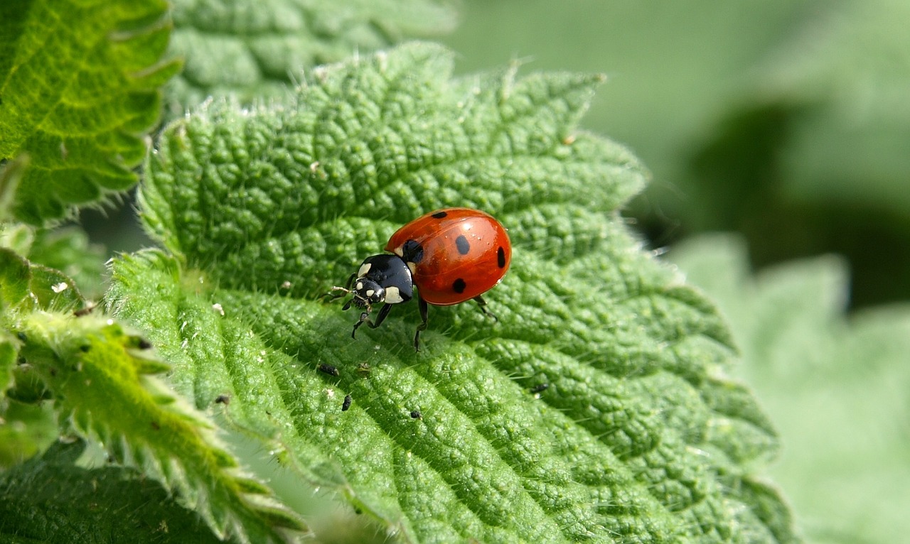 Image - ladybug macro lucky charm insect