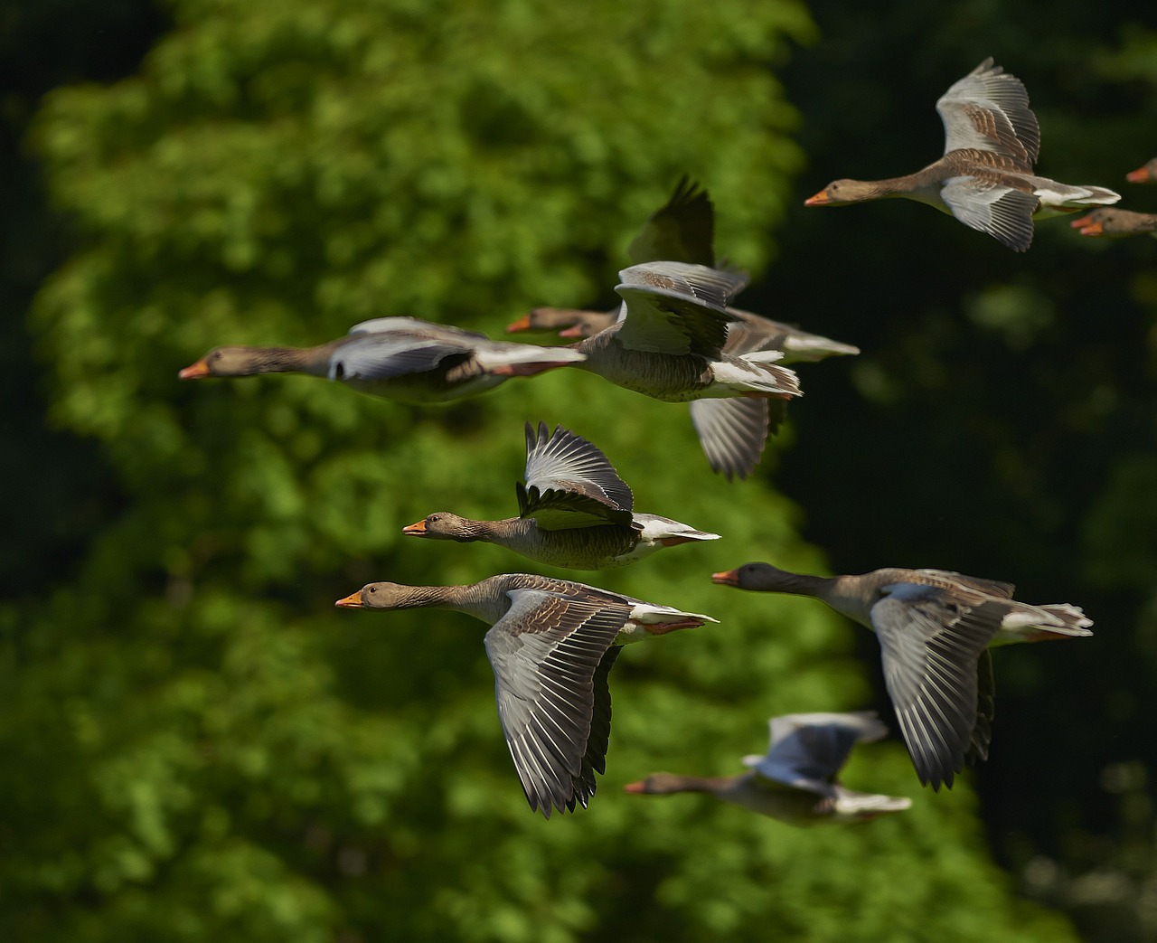 Image - flock of birds canada geese geese