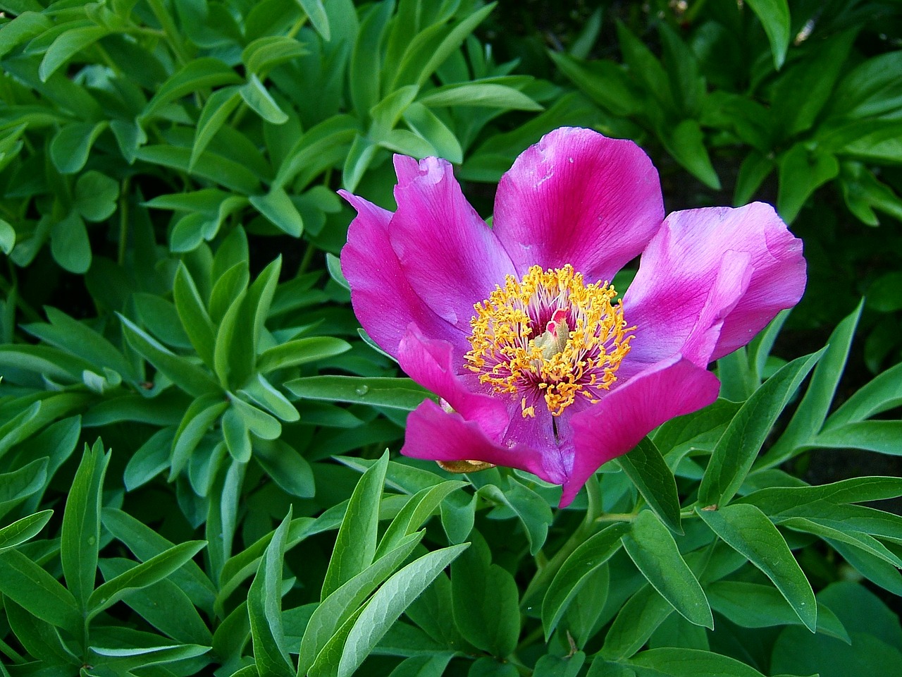 Image - flower macro flowering green