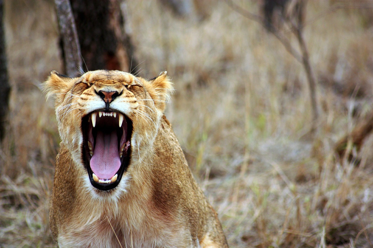 Image - leo animal savannah lioness safari