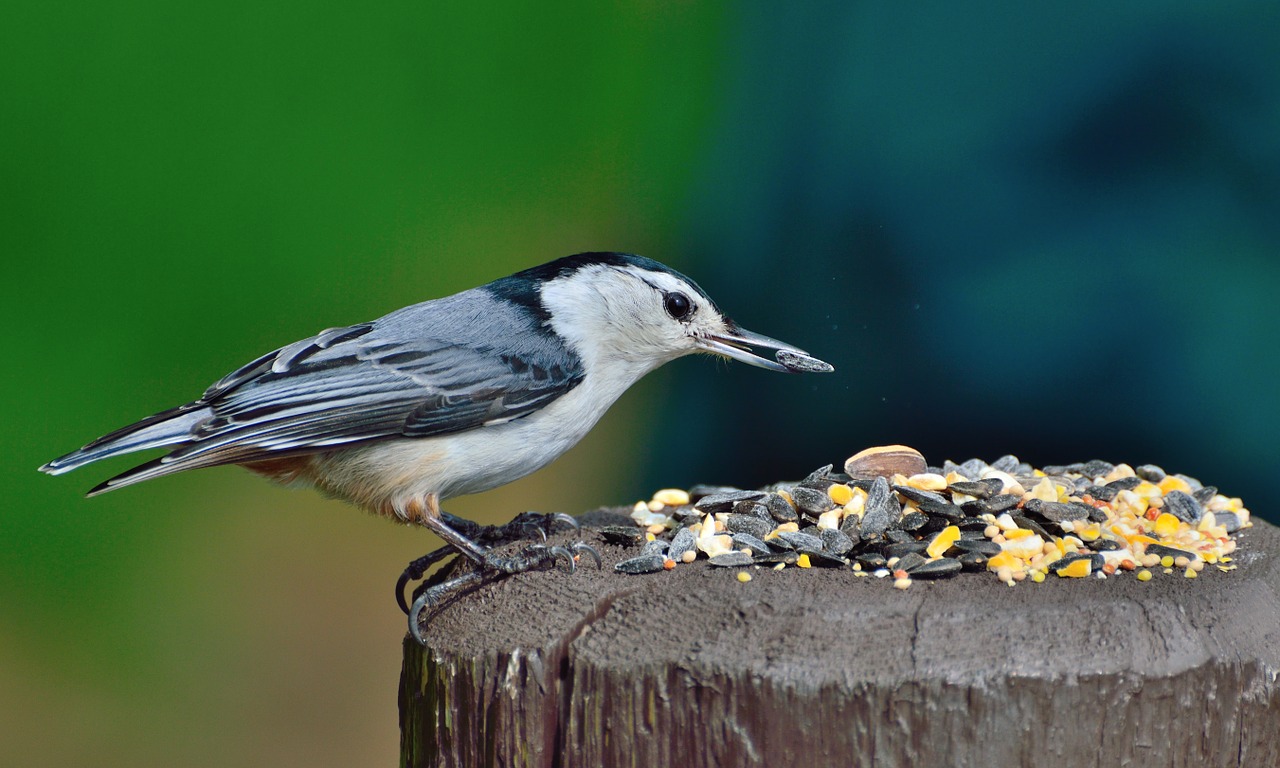 Image - nuthatch white breasted nuthatch