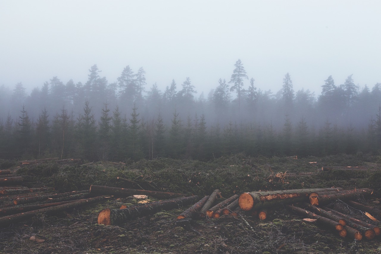 Image - deforestation deforest lumber
