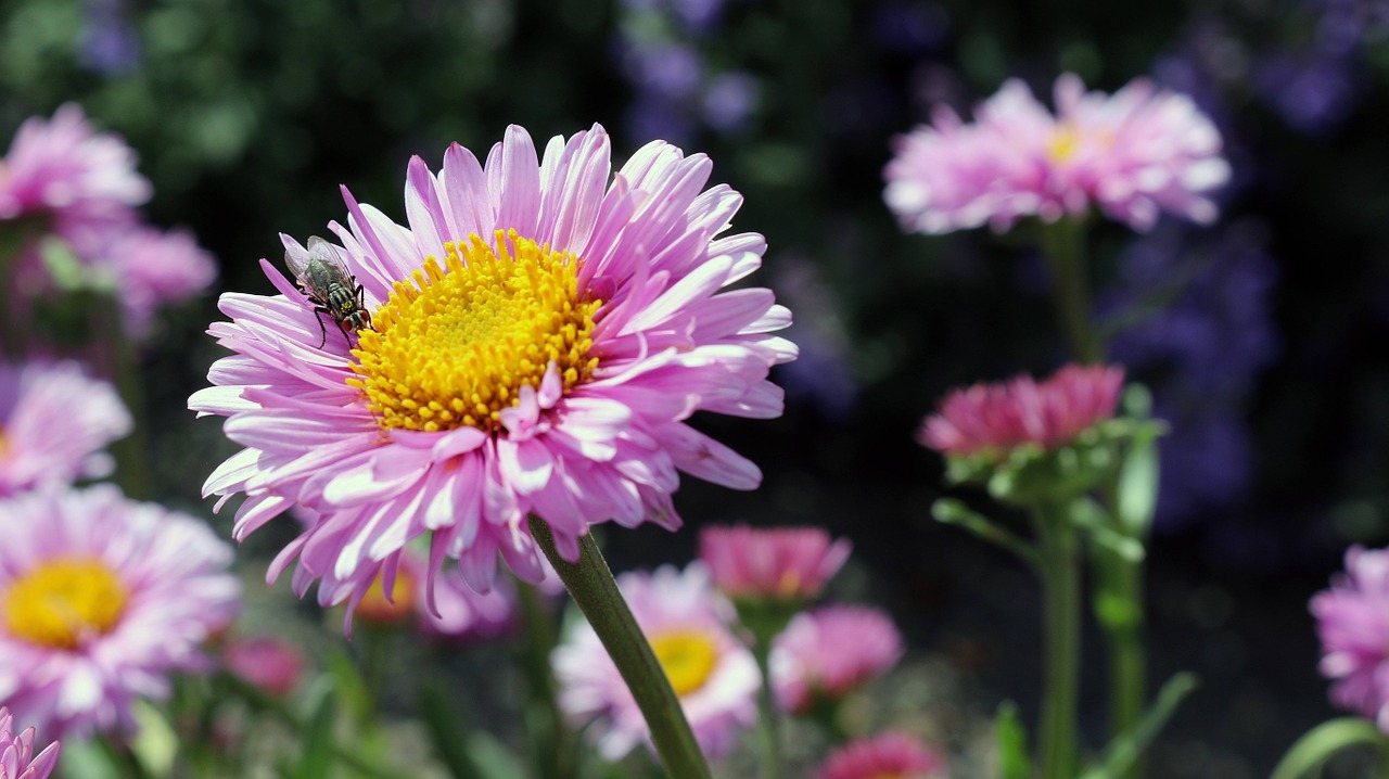 Image - flowers colorful pink spring fly
