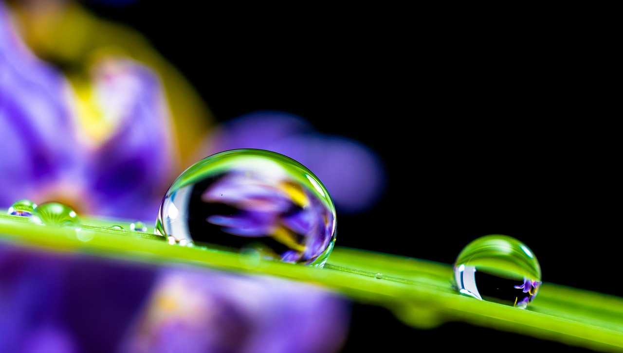 Image - drop of water drip blade of grass