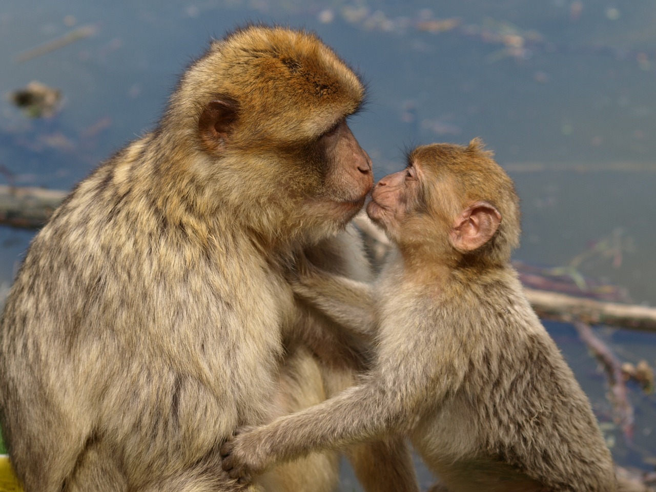 Image - berber monkeys barbary ape kiss