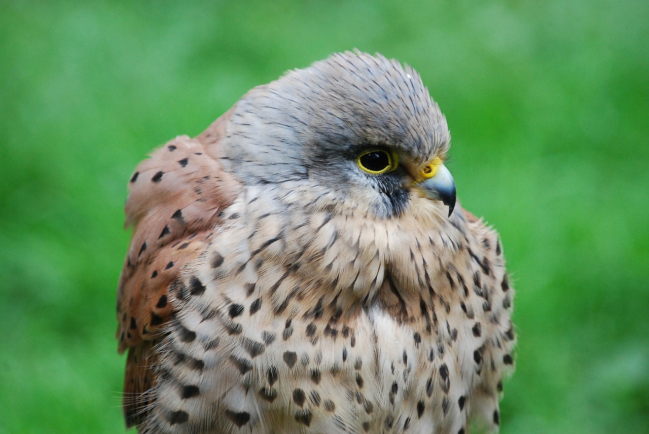 Image - kestrel hawk close up hunter beak