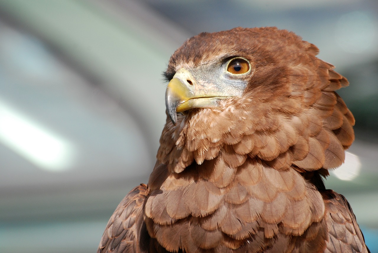 Image - eagle raptor bird of prey predator