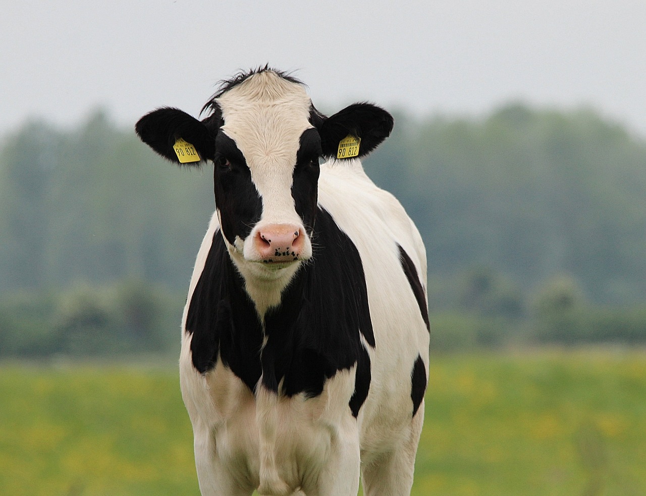 Image - cow beef cattle holstein animal