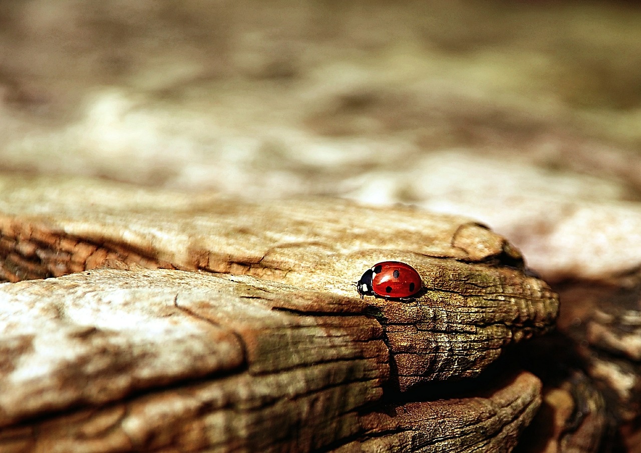 Image - ladybug brown nature beetle insect