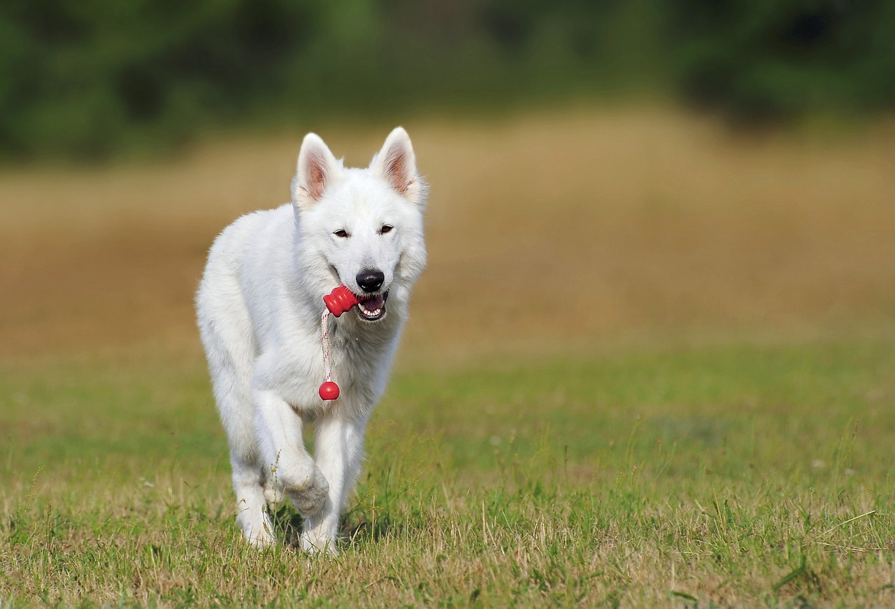 Image - swiss shepherd dog dog white animal