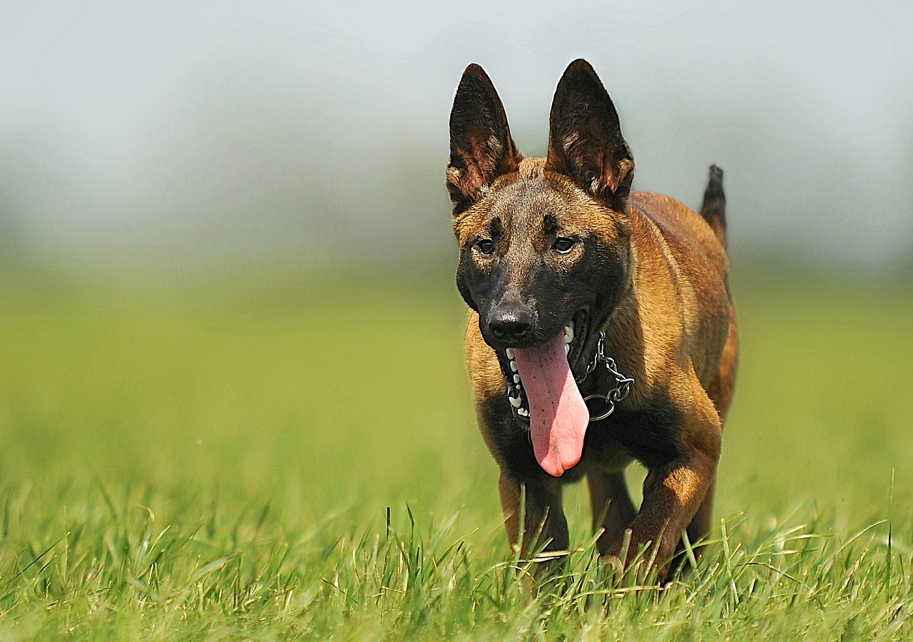 Image - malinois dog animal animal portrait