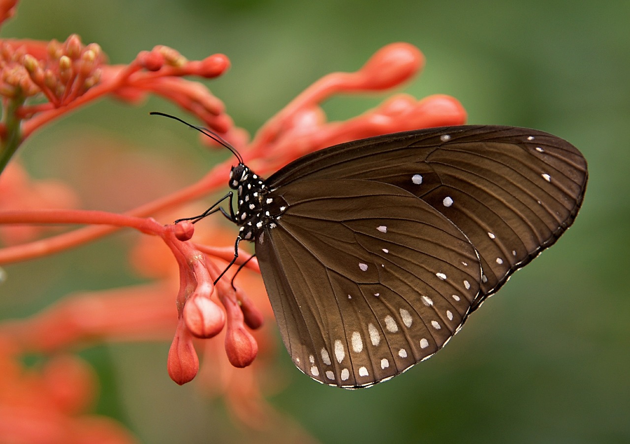 Image - striped core butterflies butterfly