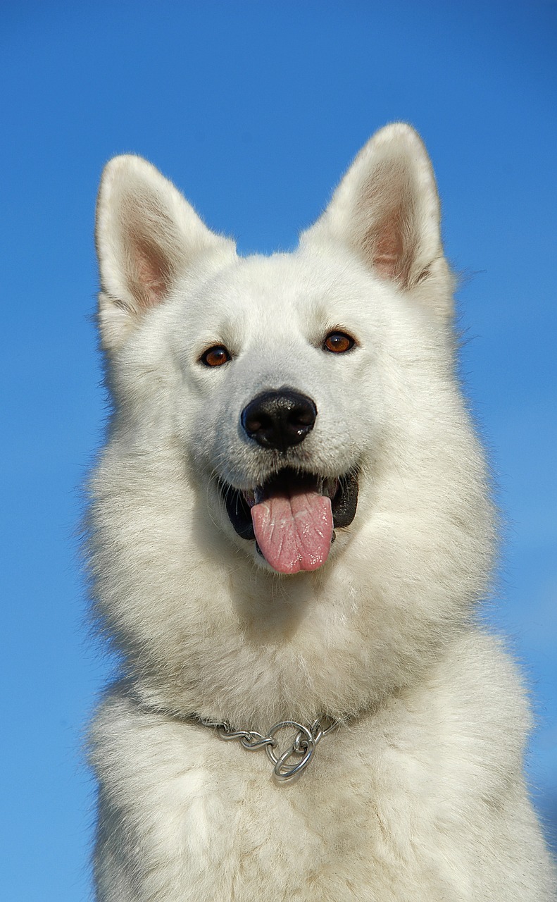 Image - swiss shepherd dog dog pet portrait