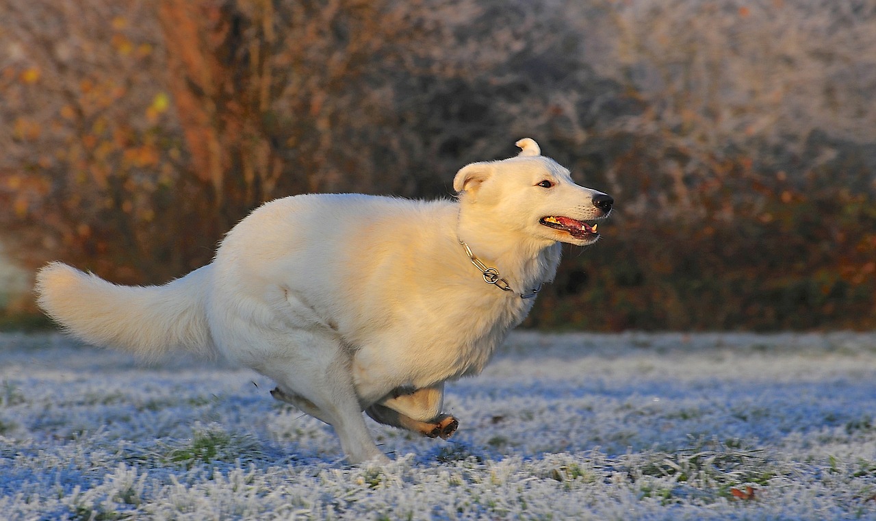 Image - swiss shepherd dog dog race frost