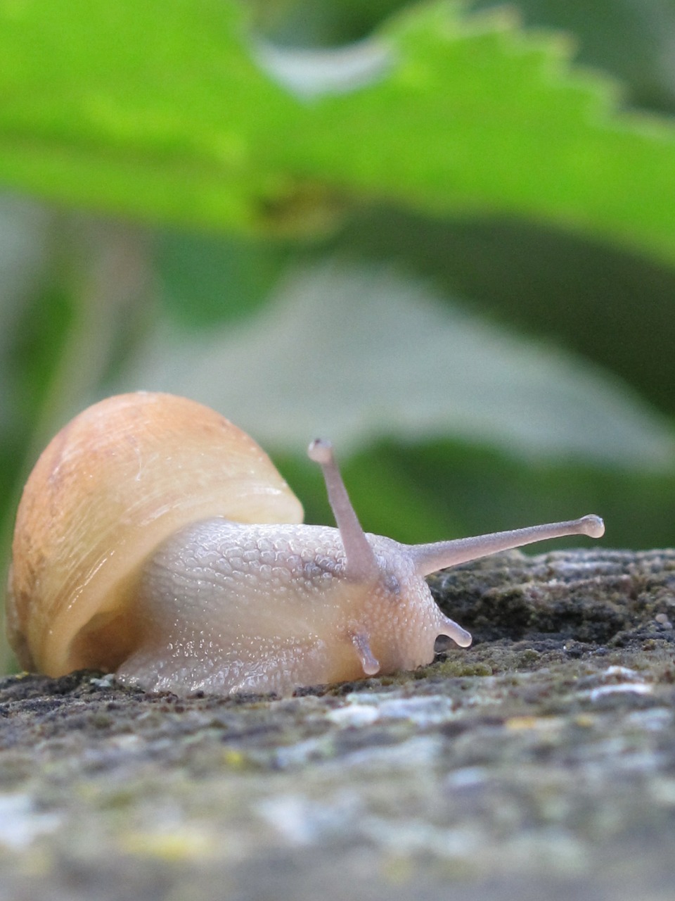 Image - snail leaf trunk nature animal