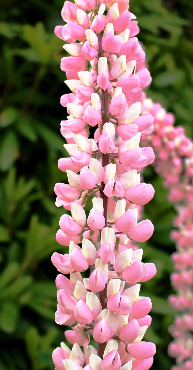 Image - flowers lupins pink beautiful