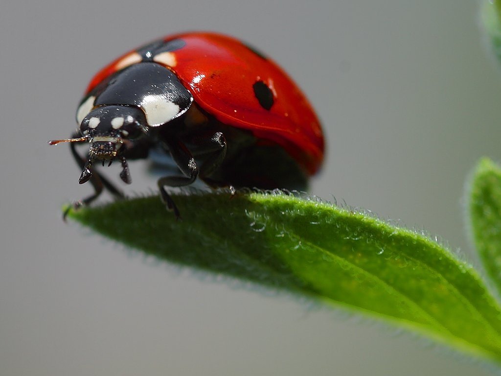 Image - ladybug beetle red points