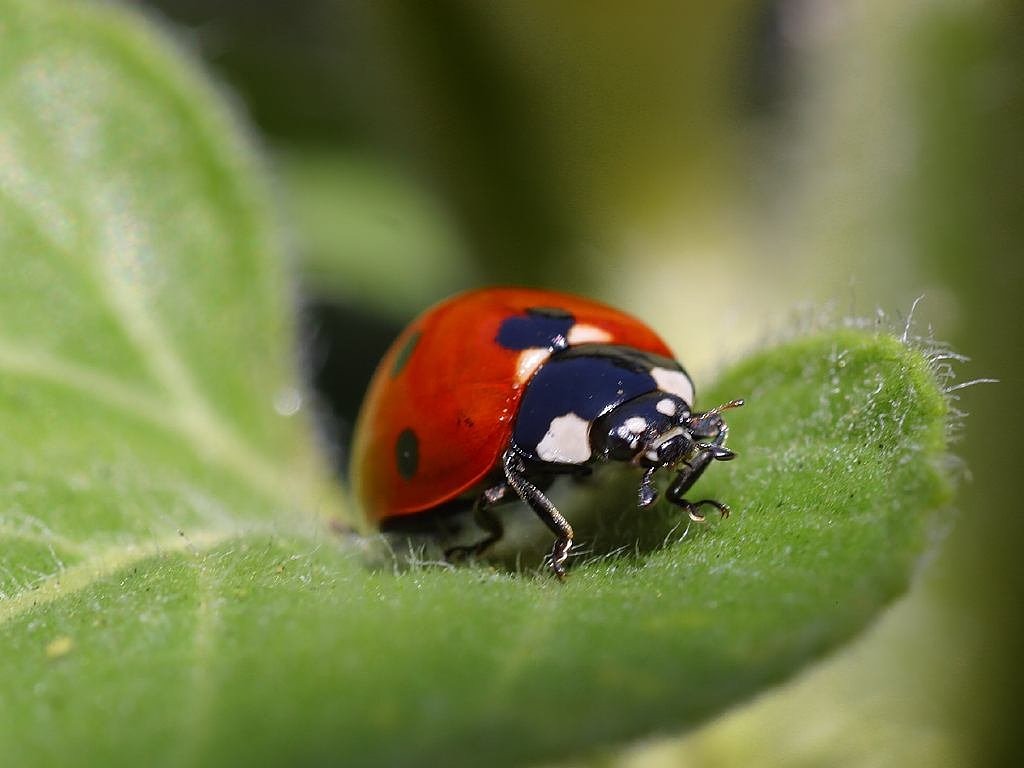 Image - ladybug beetle red points