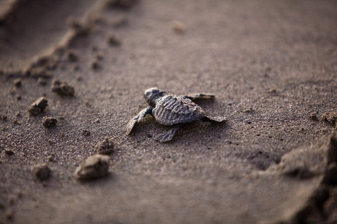 Image - sea turtle baby young survival