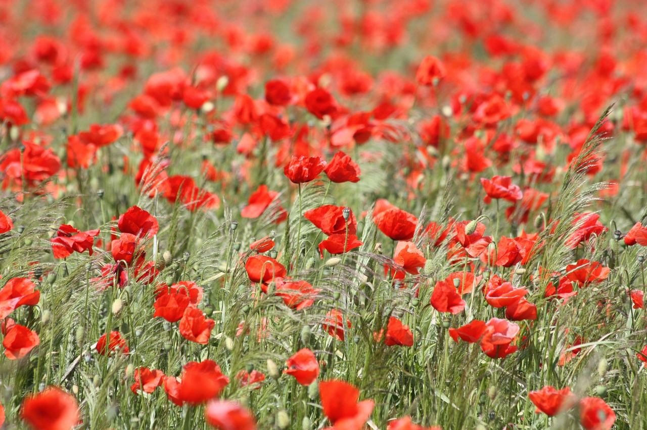 Image - poppy red poppy blossom bloom