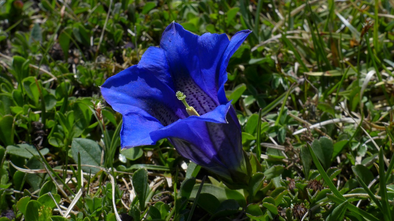 Image - gentian mountains blue blossom