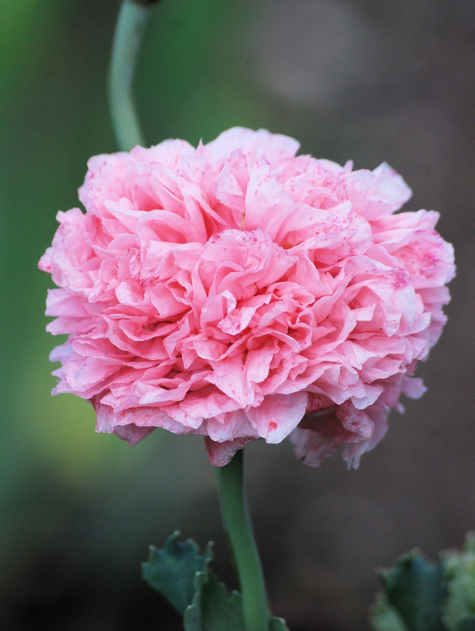 Image - poppy flower blooms cultivated