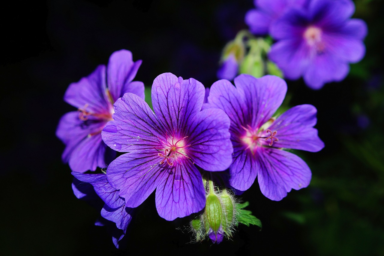 Image - flower blossom bloom blue at night