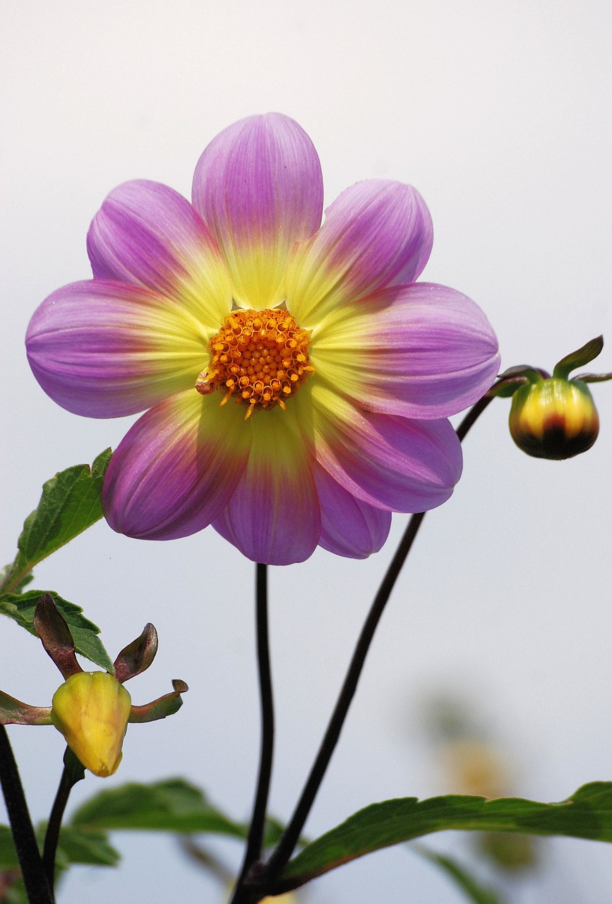 Image - dahlia flower garden colorful