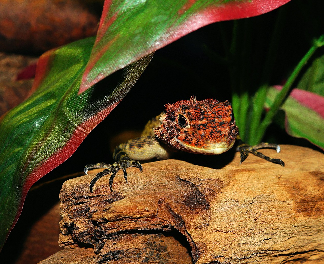 Image - lizard reptile scale terrarium