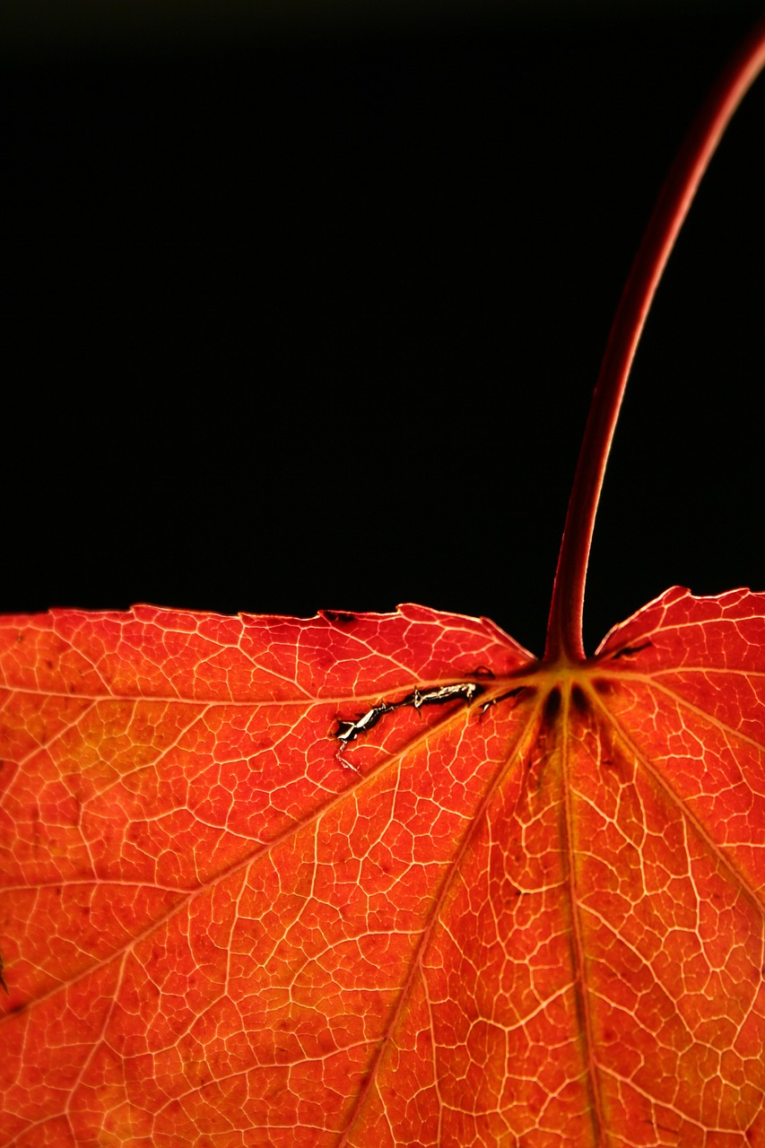 Image - autumn red leaf nature close