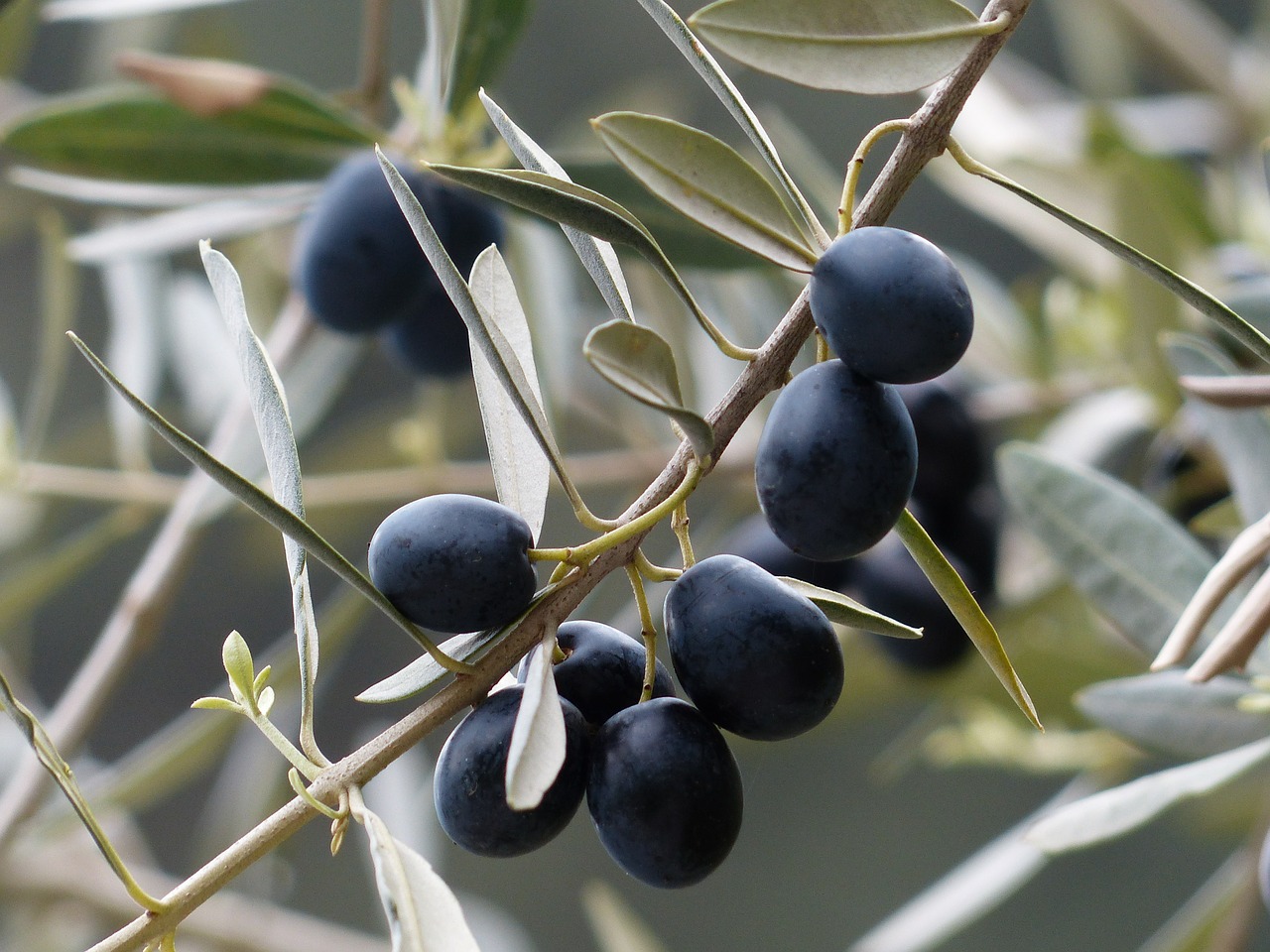 Image - olives olive branch fruits