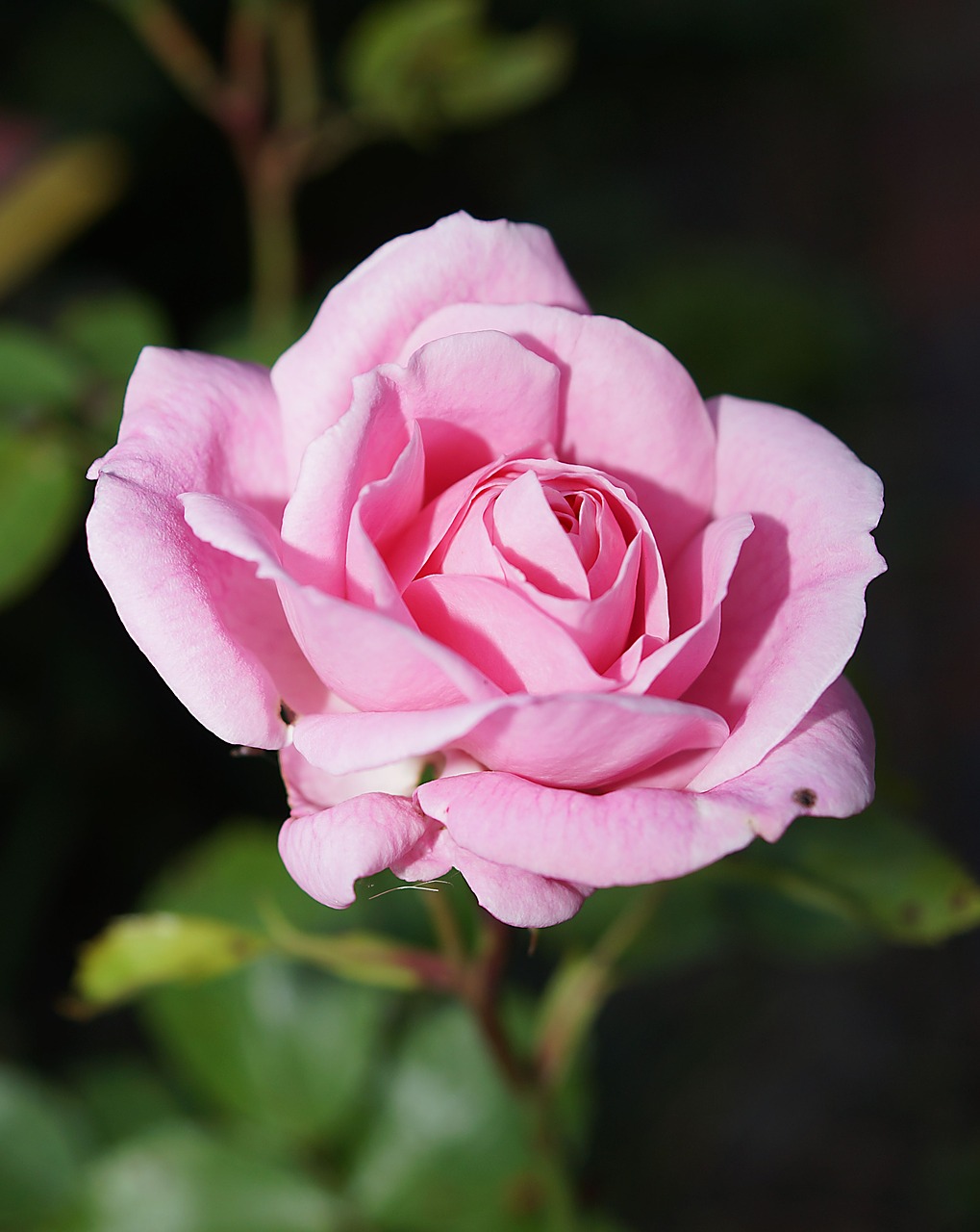 Image - rose blossom bloom rose bloom pink