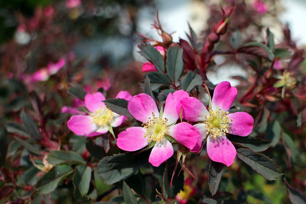 Image - wild rose rose pink blossom bloom