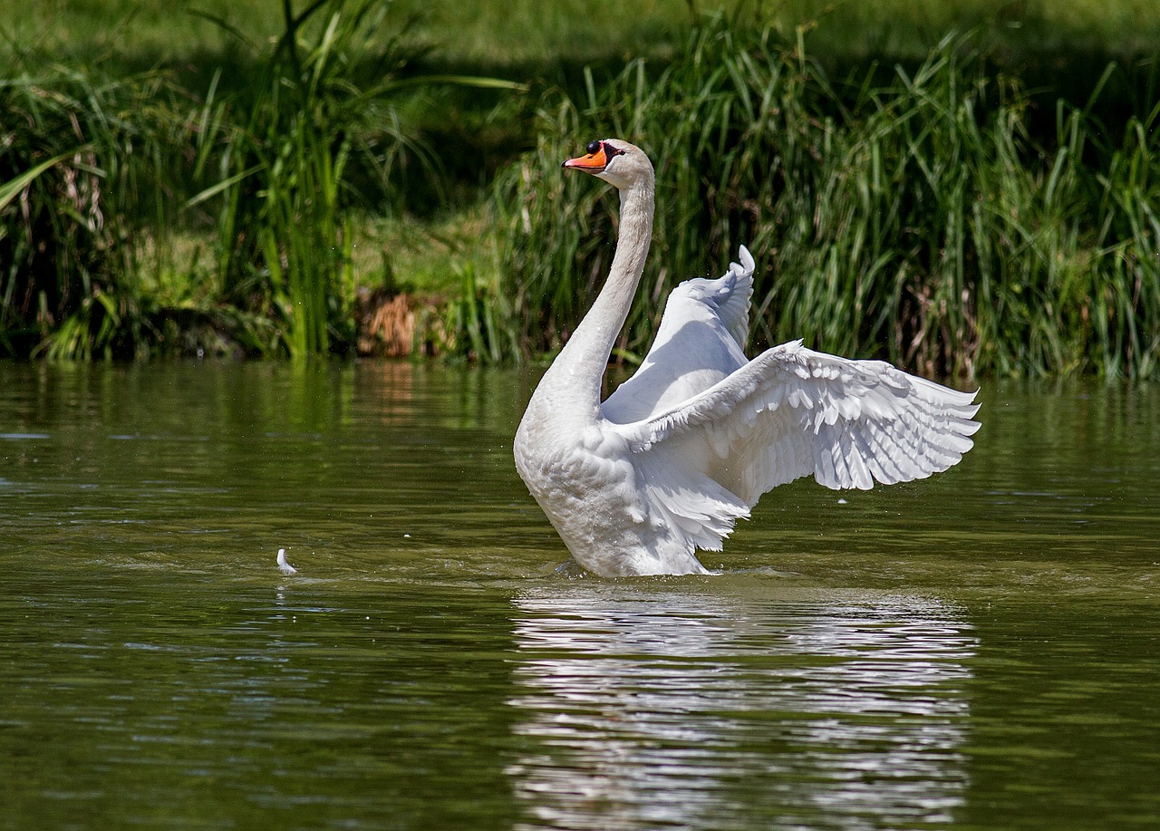 Image - swan water bird animal nature swim