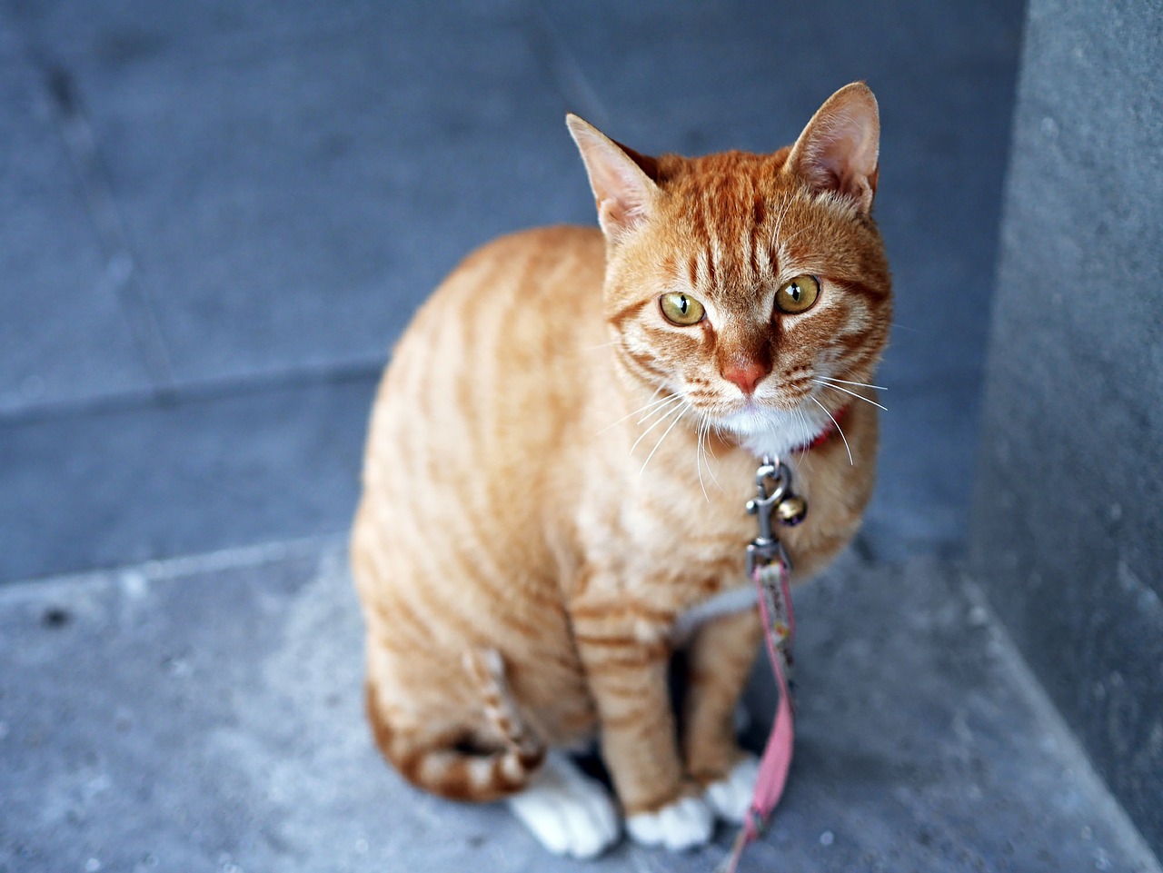 Image - cat cute yellow sitting animal