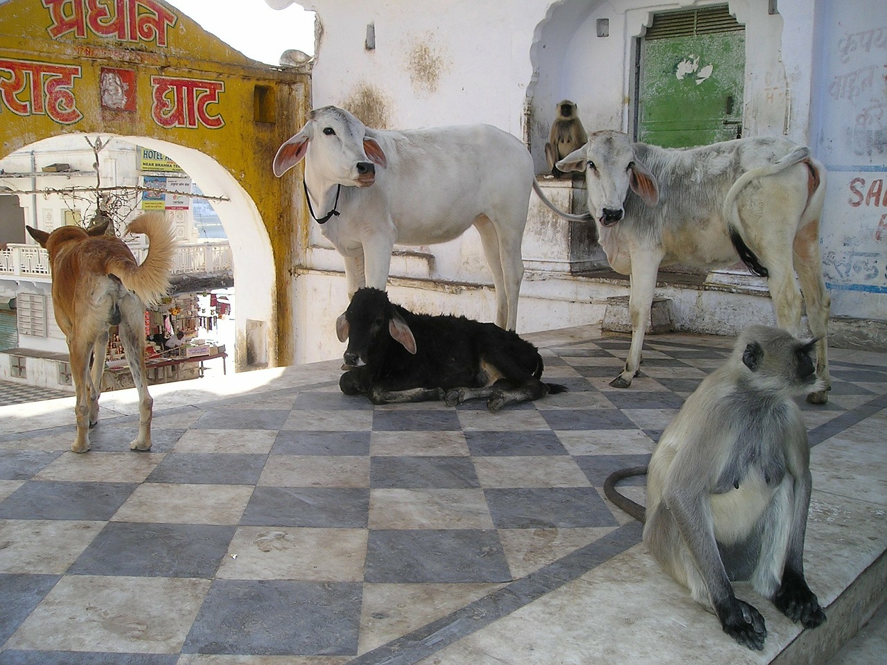 Image - india monkey dog cows cow animals