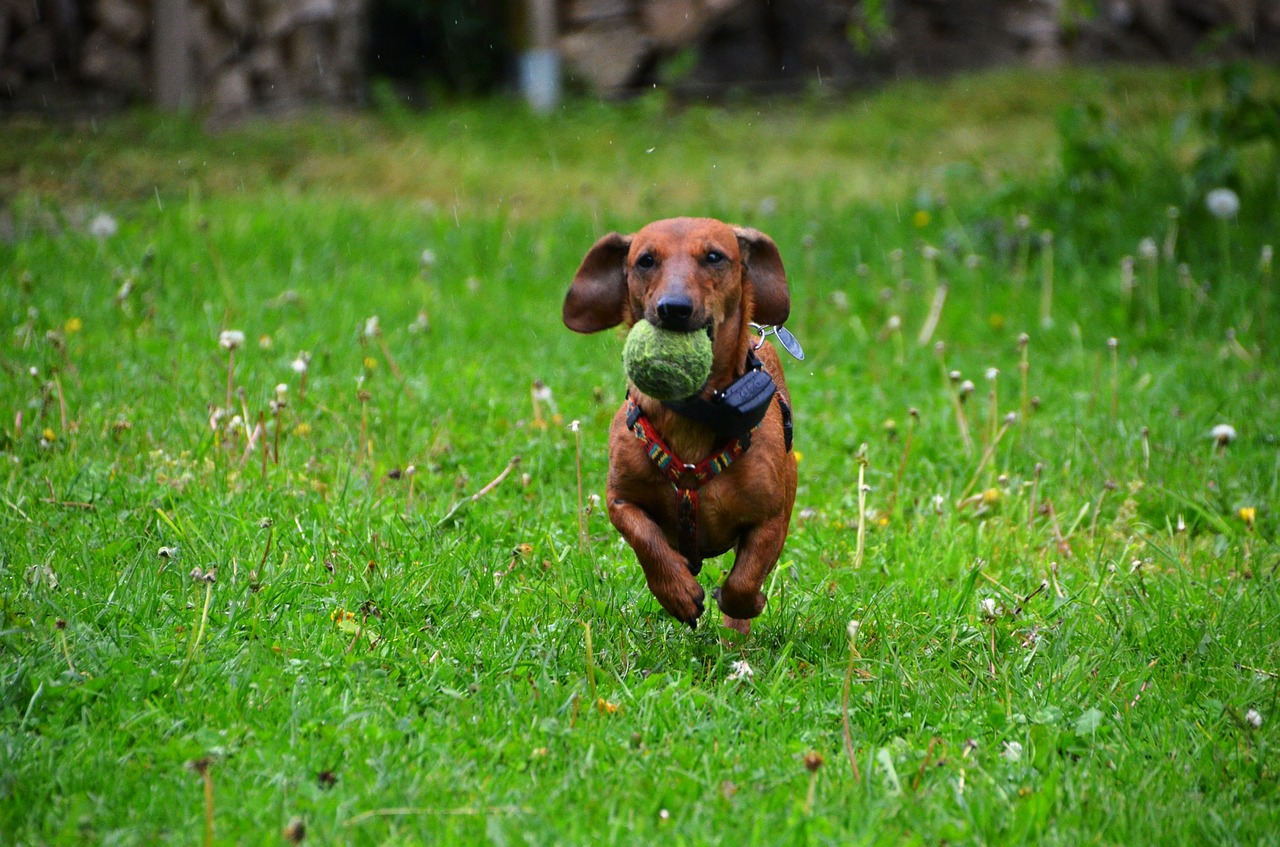 Image - dachshund dog play ball brown