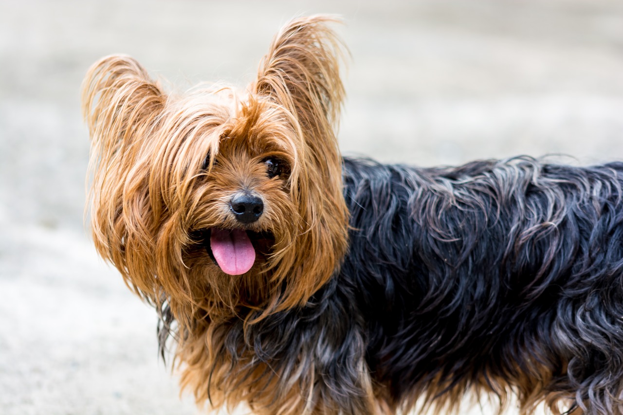 Image - yorkshire terrier dog small dog