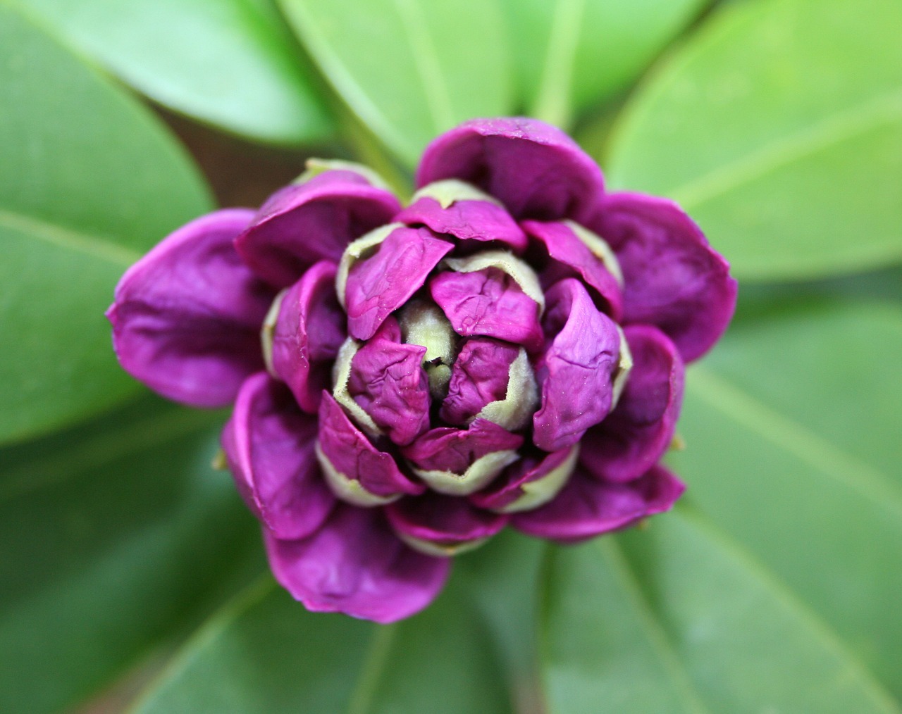 Image - rhododendron flower bud bloom